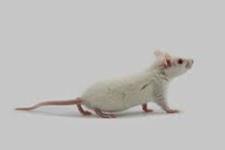 درمان موش با آسیب نخاعی با استفاده از سلول های iPS انسانی