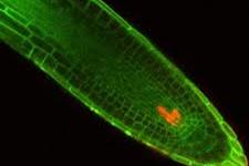 چگونه سلول های بنیادی گیاهی در برابر آسیب های ژنتیکی محافظت می شوند