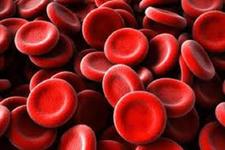 پیشرفت در درک چگونگی تکوین سلول های قرمز خونی