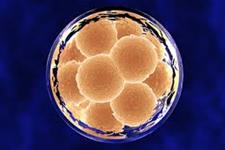 شباهت های بین دو نوع سلول بنیادی جنینی و سلول بنیادی پرتوان القایی