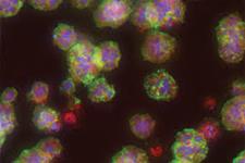 کشت متوالی سلول ها روی داربستهای نانورُس شبه زیستی موجب تشکیل توموروئیدهای سه بعدی می شود