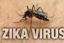 ویروس زیکا ممکن است با ربودن مولکول های ایمنی انسان، منجر به میکروسفالی شود