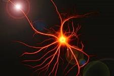 واکنش سلول ها به آسیب های مغزی چیست؟