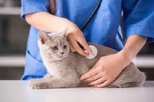 پیشرفت های صورت گرفته در زمینه سلول های درمانی می تواند به درمان بیماری های قلبی از گربه ها گرفته تا انسان کمک کنند