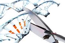 تکنیک ویرایش ژنوم CRISPR و امید به درمان کم خونی داسی شکل