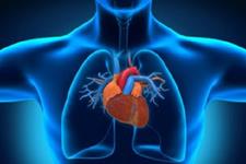 پویایی پروتئین ها در قلب در حال ضربان