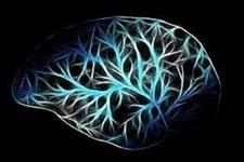نقش جدیدی برای نورون زایی سلول های بنیادی عصبی در مغز
