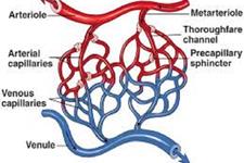 کشف یک عملکرد جالب در عروق خونی مغز