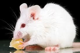 سیستم ایمنی بدن انسان می تواند در موش ها تکثیرشود