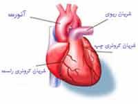 ۳۰ بيمار قلبي با استفاده از سلول هاي بنيادي در مشهد درمان شدند