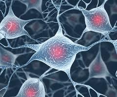 سلول های بنیادی مشتق از چربی این پتانسیل را دارند که ترمیم عصبی را بهبود ببخشند