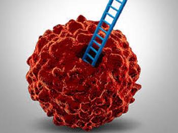 کشف انعطاف پذیری ذاتی سلول های بنیادی سرطانی