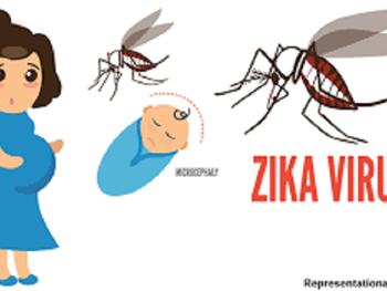 ویروس زیکا می تواند به جفت آسیب برساند