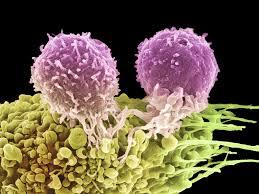بازبرنامه ریزی سلول های سرطانی با دوز پایین داروهای اپی ژنتیکی