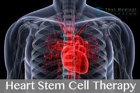 جست و جو در بین سلول های بنیادی بالغ برای پتانسیل ترمیمی شان برای آسیب های قلبی 