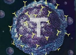 سلول های T‌جوان تر ممکن است ایمنی درمانی سرطان کودکان را بهبود ببخشند