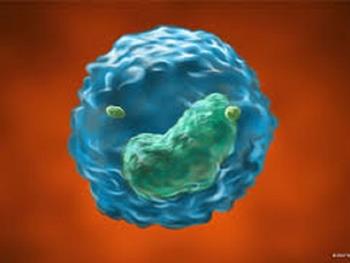 راهی برای تقویت سلول های کشنده ذاتی(NK cells)