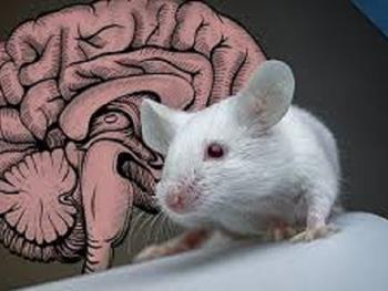 مطالعه مغز انسانی در موش