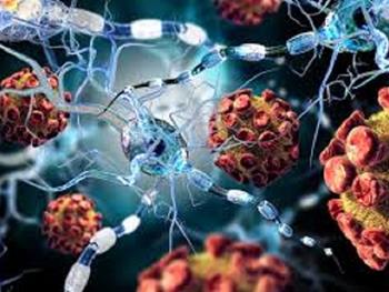 ویروس کرونا می تواند روی نورون ها اثر بگذارد و به بافت مغزی آسیب بزند