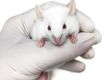 تولید جنین های موش بدون استفاده از اسپرم و تخمک برای اولین بار