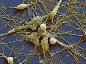 پیشرفت در تولید سلول های عصبی از سلول های بنیادی پرتوان انسانی