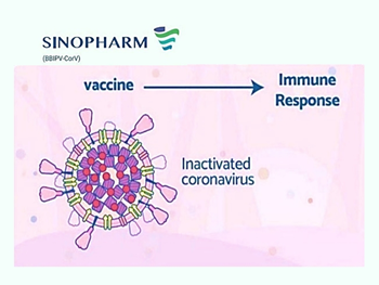 بیماری کرونا و آنچه باید در رابطه با واکسن ها بدانیم: بخش دوم؛ واکسن سینوفارم