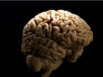 جلوگیری از مرگ سلول‌های بنیادی پیوند شده به مغز