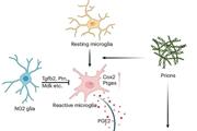 سپر دفاعی سلول‌های گلیا NG2 در برابر تخریب عصبی پریون‌ها
