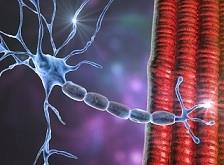 بینشی جدید در مورد مکانیسم مولکولی ALS 