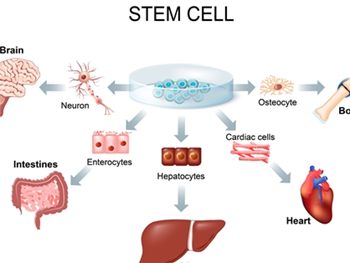 نقش عوامل ژنی و مولکولی درتمایز سلول بنیادی خون بندناف